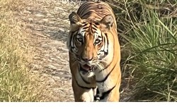 बाक्लो सङ्ख्यामा देखिन थाले निकुञ्जमा बाघ