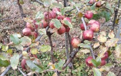 घुन्सा र फलेटारमा स्याउ फल्यो : व्यावसायिक खेतीको नयाँ सम्भावना उजागार