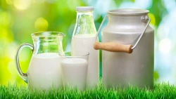 दूग्ध उत्पादन किसानलाई अनुदान