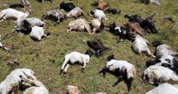 चट्याङ लागेर २१ वटा भेडाबाख्रा मरे