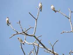 रेसुङ्गा र मदाने दुर्लभ चराको वासस्थान