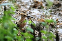 १६ वर्षपछि कालीगण्डकी बेसीनमा दुर्लभ पन्छी चिरकालिजको सङ्ख्या १८ जोडी