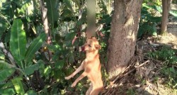 खोटाङमा कुकुरलाई झुण्ड्याएर मार्ने अभियुक्त अदालतमा पेश