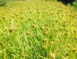 हराउँदै कोदो, बढ्दै माग