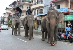 झापा आएका १५ हात्ती मोरङतिरै फर्किए