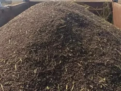 कालानमक धानको जात लोप हुँदै