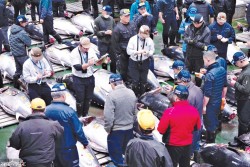 टुना माछाको कीर्तिमानी मूल्य