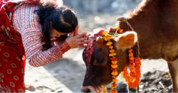 कार्तिक शुक्ल प्रतिपदाः गोरु, गोवर्द्धन र हलि पूजा