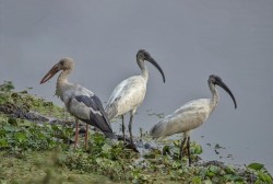 नेपालमा जलपक्षीको सङ्ख्या घट्दो