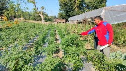 यस्तो छ आजका लागि सागसब्जी र फलफूलको थोक मूल्य