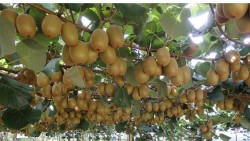 बारीभरि लटरम्मै किवीपाक्दा किसान रमाए