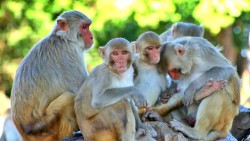 कुश्मा घुम्न आएका पर्यटकको झोला बाँदरले लगेपछि...