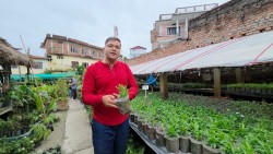 नर्सरीबाट वार्षिक ४० लाख आम्दानी