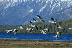 बढ्दो अतिक्रमण र प्रदूषणले सङ्कटमा सिमसार