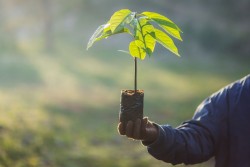 भू–क्षय रोकथामका लागि ६७ हजार बिरुवा वितरण