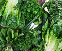 सागसब्जीमा विषादी न्यूनीकरणका लागि सचेतना अभियान