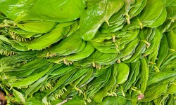 सालको पातको दुना टपरी बनाउन मेसिनको प्रयोग