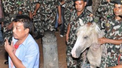पायःद्यो (खड्ग जात्रा) सहित तलेजुको घोडा जात्रा सम्पन्न