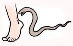 सर्पदंशका कारण महोत्तरीमा ४ वर्षीया बालिकाको मृत्यु