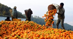 भीरकोट–७ बाट यस वर्ष दश करोड बढीको सुन्तला बिक्री