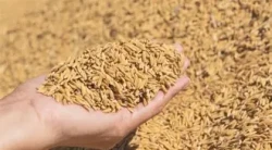 नवलपुरमा वर्षाले एक करोड ८० लाख बराबरको धानमा क्षति