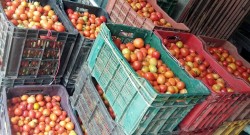 एक सातामै गोलभेँडाको मूल्य ४६ प्रतिशतले घट्यो