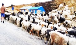 भेडापालनबाट वार्षिक ४० लाख आम्दानी गर्दै घर्ती