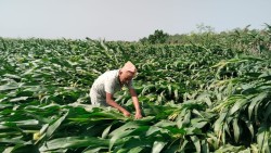 केरा खेतीको बिमा नहुँदा किसान मारमा