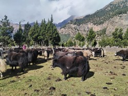 हिमपातपछि मुस्ताङका याकचौँरी बेँसीमा स्थान्तरण