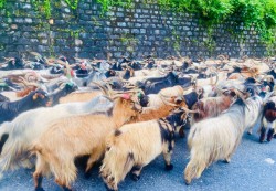 लेकका च्याङ्ग्रा सहरमा