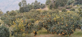 सुन्तला खेतीले फेरिँदै भोजपुरका किसानको जीवनस्तर