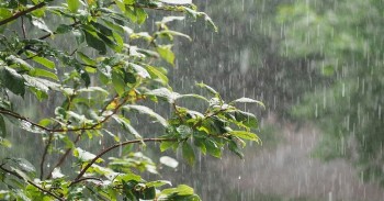 अरब सागरबाट जलवाष्पयुक्त हावाको प्रभाव : यी प्रदेशमा भारी वर्षाको सम्भावना