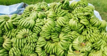 नेपालमा केराको पर्याप्त उत्पादन, दसैँ, तिहार र छठको माग धान्न सक्ने केरा उत्पादक महासंघको अपिल : विदेशी आयात नगर्न आग्रह