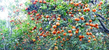 तनहुँको बेनीकोट गाउँमा दुई करोड बराबरको सुन्तला बिक्री