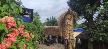 तनहुँमा मकै उत्पादन बढ्यो