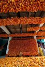 झापा अर्जुनधाराका कृषकले यसरी गर्छन् मकै भण्डारण