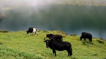 कुइने पोखरीको किनारमा चौंरी चराउँदै स्थानीय, ताप्लेजुङको लोदेनमा हिमाली जीवनशैली झल्काउने दृश्य