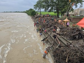 राप्ती नदी किनारमा जोखिम मोलेर दाउरा सङ्कलन गर्दै स्थानीय