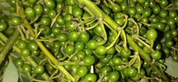 विश्व बजारमा सिलटिमुरको माग उच्च, नेपालमा खेर जाँदै