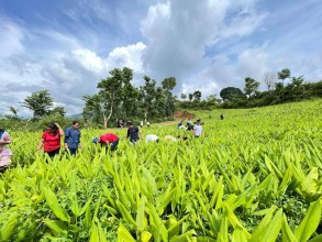 वाइसियलको श्रम तथा उत्पादन अभियानअन्तर्गत पाँचथरको कुम्मायकमा बेसार गोडाइ