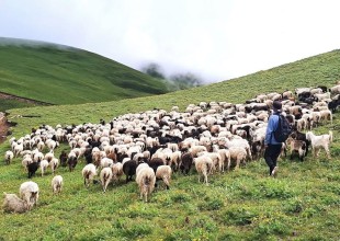 चाखुरेपाटनमा चरनका लागि लैजाँदै गरेका भेडाका बथान