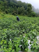 तेह्रथुम — त्रिबेणी गाउँपालिका–३ का युवा व्यवसायी ढुंगेलको फार्ममा अकबरे खुर्सानी लटरम्म