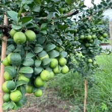 कोरिया छाडेर गाउँमै ‘सुन कागती’ खेती, वार्षिक २२ लाख आम्दानीको लक्ष्य