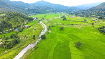 तनहुँको चुँदीफाँटमा हरियाली छाएको धानखेती
