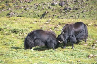 हिमाली समुदायको पुर्ख्यौली पेशा चौँरीपालन