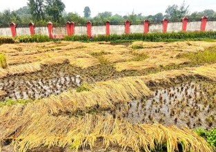 भिजेका धानबाली : किसानहरू तनावमा