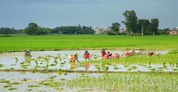 खडेरीले मार: मधेशमा रोपाइँ कम, धान उत्पादन २७ प्रतिशतले घट्ने अनुमान
