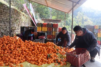 सुन्तला बेचेर रु २० लाख आम्दानी