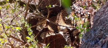 जङ्गली जनावरका लागि थापिएको पासोमा चितुवा फस्यो