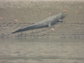 देवघाटमा देखियो घडियाल गोही